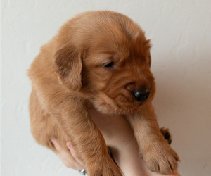 Medium Golden Retriever
