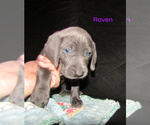 Small #1 Weimaraner