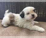 Small Photo #1 Mal-Shi-Shih Tzu Mix Puppy For Sale in HASTINGS, MI, USA