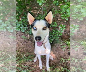 Siberian Husky Dogs for adoption in Alamogordo, NM, USA