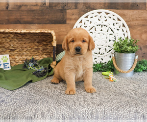 Labrador Retriever Puppy for sale in SYRACUSE, IN, USA