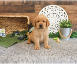 Small Labrador Retriever
