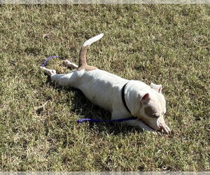 DA 37 Naomi - Female Mutt Dog for Adoption - Photo #2