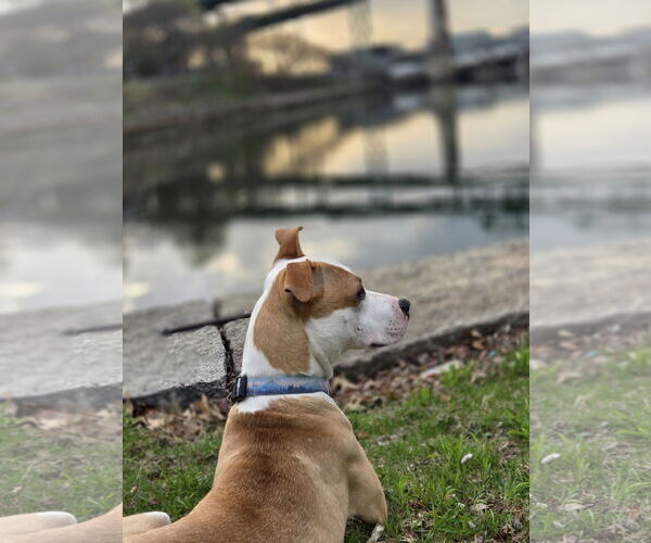 Medium Photo #8 American Pit Bull Terrier Puppy For Sale in Hillsboro, NH, USA