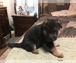 Small Photo #4 German Shepherd Dog Puppy For Sale in DRUMMONDS, TN, USA