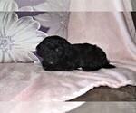 Small Photo #2 Poodle (Miniature) Puppy For Sale in FREDONIA, KY, USA