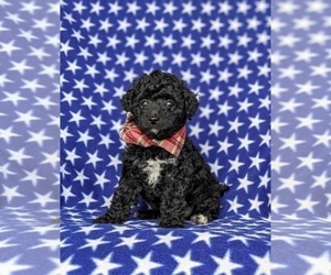 Poodle (Toy) Puppy for sale in KINZERS, PA, USA