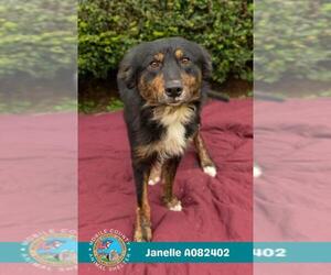 Mutt Dogs for adoption in Mobile, AL, USA
