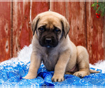 Small #22 Mastiff