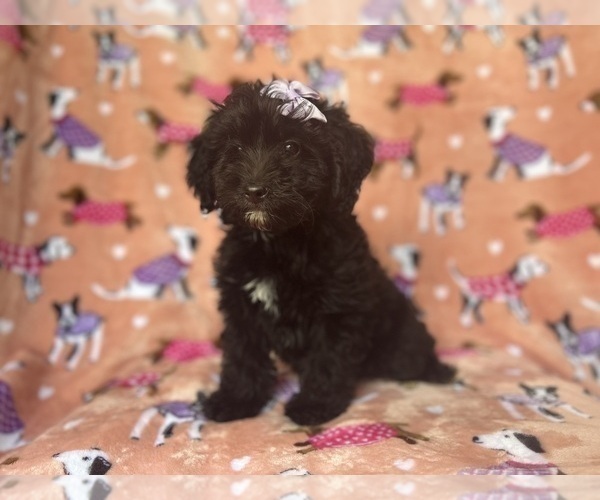 Medium Photo #6 Aussiedoodle Miniature  Puppy For Sale in LAKELAND, FL, USA