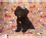 Small #5 Aussiedoodle Miniature 