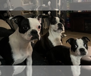 Father of the Boston Terrier puppies born on 06/08/2023
