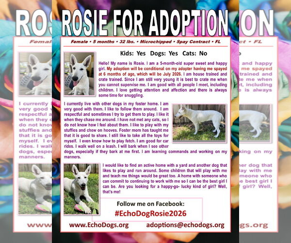 Medium Photo #2 - Mix Puppy For Sale in Hoffman Estates, IL, USA