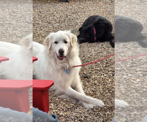 Medium Photo #2 Great Pyrenees Puppy For Sale in Bend, OR, USA