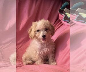 Bichon Frise Dogs for adoption in HOPKINSVILLE/PRINCETON, KY, NH, USA