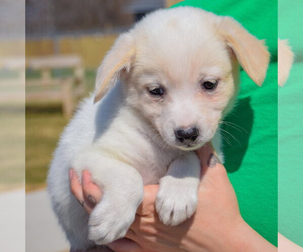 Medium Photo #4 Chihuahua-Unknown Mix Puppy For Sale in Huntley, IL, USA
