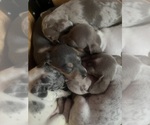 Small Photo #34 Dachshund Puppy For Sale in LAKEBAY, WA, USA
