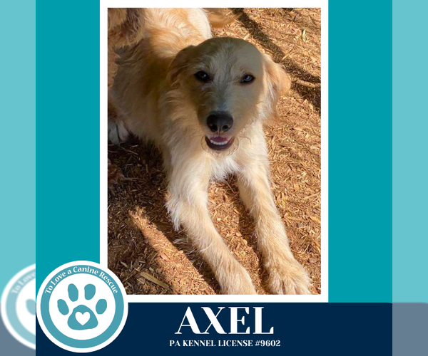 Medium Photo #2 Labrador Retriever-Unknown Mix Puppy For Sale in Kimberton, PA, USA