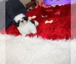 Image preview for Ad Listing. Nickname: Babygirl  akc
