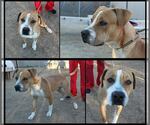 Small #13 American Pit Bull Terrier-Bull Terrier Mix