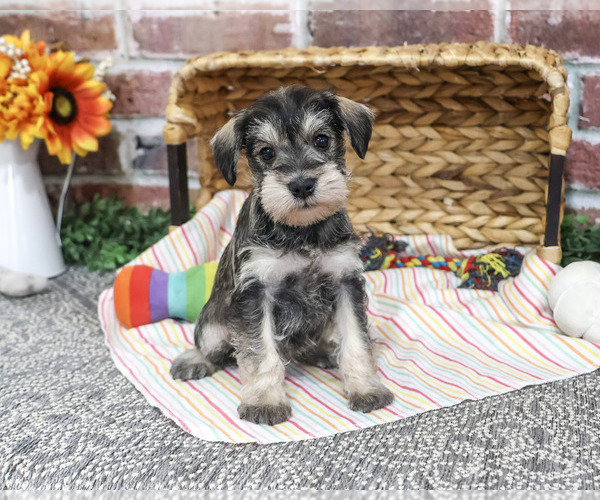 Medium Photo #1 Schnauzer (Miniature) Puppy For Sale in SYRACUSE, IN, USA