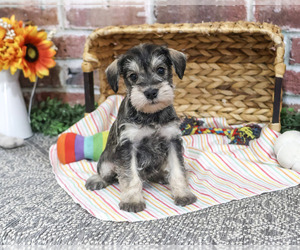 Schnauzer (Miniature) Puppy for sale in SYRACUSE, IN, USA