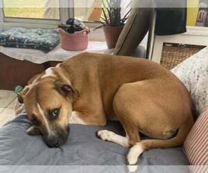 Baby Jane (AL) - Female Mutt Dog for Adoption - Photo #5