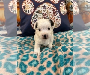 Yorkshire Terrier Puppy for sale in NORMANGEE, TX, USA