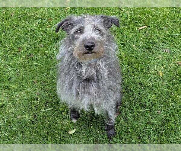 Medium Photo #1 Poodle (Miniature)-Unknown Mix Puppy For Sale in San Clemente, CA, USA