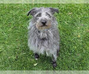 Poodle (Miniature)-Unknown Mix Dogs for adoption in San Clemente, CA, USA