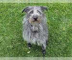 Small Poodle (Miniature) Mix