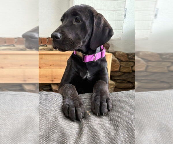 Medium Photo #1 Great Dane-Unknown Mix Puppy For Sale in Bullard, TX, USA
