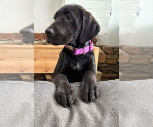 Great Dane-Unknown Mix Dogs for adoption in Bullard, TX, USA