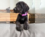 Small Great Dane Mix