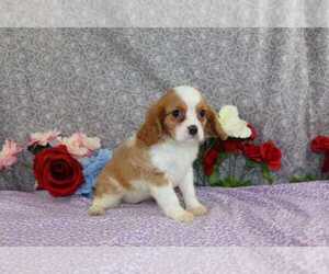 Cavalier King Charles Spaniel Puppy for sale in FREDERICKSBURG, OH, USA