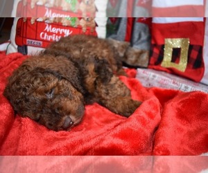 Miniature Bernedoodle Puppy for sale in BLUFFTON, OH, USA