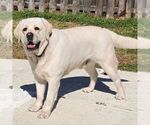 Small Photo #1 Sheprador Puppy For Sale in ATMORE, AL, USA