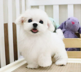 Maltese Puppy for sale in MANHATTAN, NY, USA