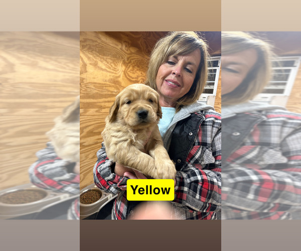 Medium Photo #3 Golden Retriever Puppy For Sale in FAYETTEVILLE, TN, USA