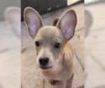 Small Photo #2 Chihuahua Puppy For Sale in Fremont, CA, USA