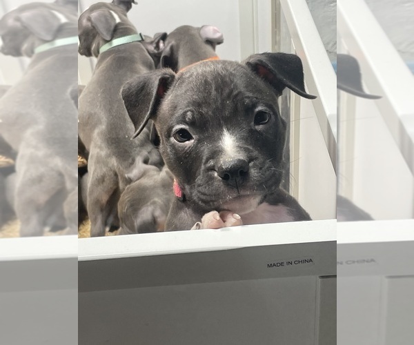 Medium Photo #20 American Bully Puppy For Sale in NAUGATUCK, CT, USA