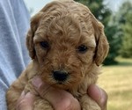 Image preview for Ad Listing. Nickname: Small Curly