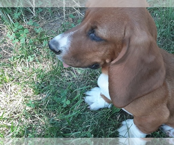 Medium Photo #1 Basset Hound Puppy For Sale in SPARTA, MO, USA