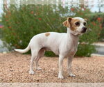 Small #2 Chihuahua Mix