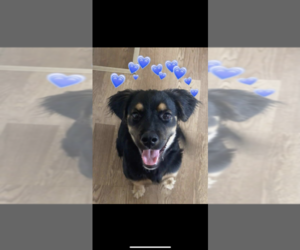 Border Collie-German Shepherd Dog Mix Dogs for adoption in GREENVILLE, PA, USA