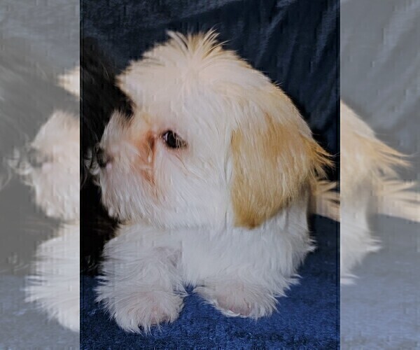 Medium Photo #21 Morkie Puppy For Sale in HOLLAND, MI, USA