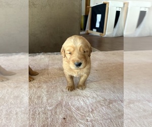 Golden Retriever Puppy for sale in GARDEN VALLEY, CA, USA
