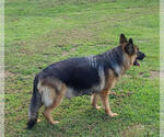 Small Photo #1 German Shepherd Dog Puppy For Sale in CULPEPER, VA, USA