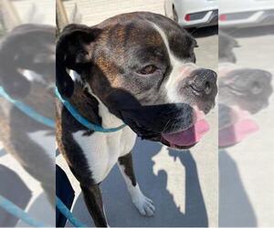 Boxer Dogs for adoption in HESPERIA, CA, USA