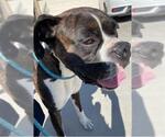 Small Boxer